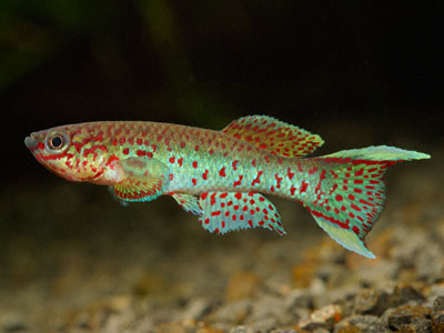 Fundulopanchax gardneri Fundulopanchax gardneri